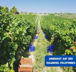 Geometria Moschofilero Weiß Trocken 0,75l Lafazanis -Senseo || Tassimo Verkäufe 22b4821f82654fcf7125a136f59a29f9