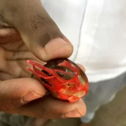 Macis Muskatblüte Gemahlen, BIO, 100g -Senseo || Tassimo Verkäufe 27612d91fd4dde3a639d0f64964ecebd