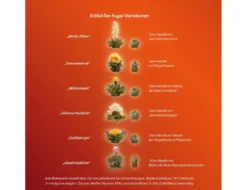 Creano Teeblumen Mix 18er ErblühTee Weißer Tee In Edeler Magnetbox Mit Sichtfenster & Silberprägung -Senseo || Tassimo Verkäufe 502872cba02f7b0583268df78ab5b429