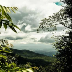 THAILAND Kaffee Ganze Bohne | Mittelkräftig, Blumige Säure, Leichte Beere | 500 G | Specialty Coffee Aus Direkthandel 5 THAILAND Kaffee Ganze Bohne | Mittelkräftig, Blumige Säure, Leichte Beere | 500 G | Specialty Coffee Aus Direkthandel -Senseo || Tassimo Verkäufe 55feae11ce5b347b58a31e3b973e08a1