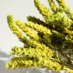 Griechischer Bio Bergtee Sideritis Scardica Vorratspack 30 Teebeutel Von Delinio Vom Olymp -Senseo || Tassimo Verkäufe a27b2adbacb315b1d0f6b8448962d5c2